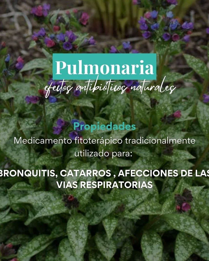 Pulmonaria